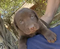 Ruger, a male Labrador Retriever for sale in Porter, OK – 3 of 9