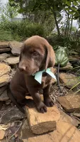 Reece, a female Labrador Retriever for sale in Porter, OK – 6 of 7