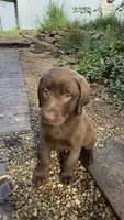 Penny, a female Labrador Retriever for sale in Porter, OK – 7 of 9