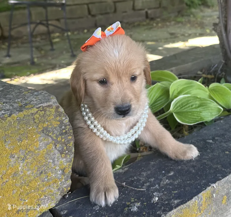 Cricket  – Golden Retriever puppy for sale in Porter, OK
