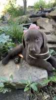 Darcy, a female Labrador Retriever for sale in Porter, OK – 5 of 7
