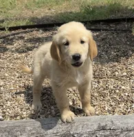 Scout, a male Golden Retriever for sale in Porter, OK – 4 of 6