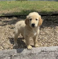 Scout, a male Golden Retriever for sale in Porter, OK – 6 of 6