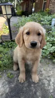 Buckshot, a male Golden Retriever for sale in Porter, OK – 2 of 5
