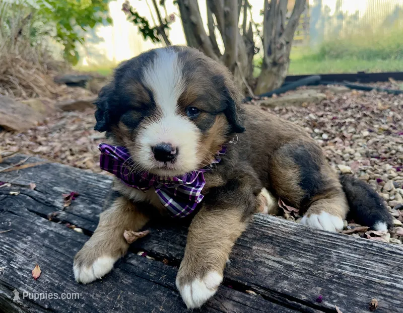 Hershey – Bernedoodle puppy for sale in Porter, OK