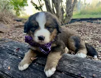 Hershey, a female Bernedoodle for sale in Porter, OK – 1 of 9