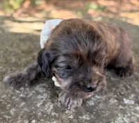 Fudge, a male Cavapoo for sale in Porter, OK – 5 of 5