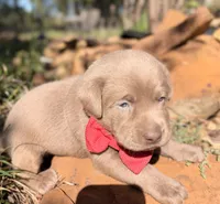 Dax, a male Labrador Retriever for sale in Porter, OK – 4 of 10