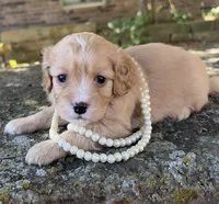Daisy, a female Cavapoo for sale in Porter, OK – 5 of 9