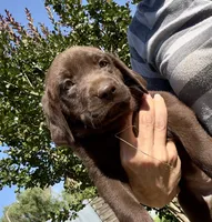 Cookie, a female Labrador Retriever for sale in Porter, OK – 2 of 7