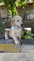 Scout, a male Golden Retriever for sale in Porter, OK – 4 of 5