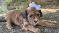 Coco, a female Cavapoo for sale in Porter, OK – 3 of 9