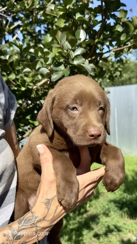 Penny – Labrador Retriever puppy for sale in Porter, OK