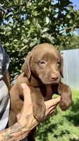 Penny, a female Labrador Retriever for sale in Porter, OK – 1 of 5