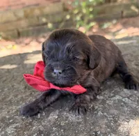 Oliver, a male Cavapoo for sale in Porter, OK – 4 of 7