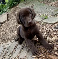 Darcy, a female Labrador Retriever for sale in Porter, OK – 8 of 10