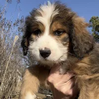 Moose, a male Bernedoodle for sale in Porter, OK – Photo 1 of 2
