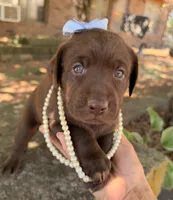 Lucy, a female Labrador Retriever for sale in Porter, OK – 6 of 9