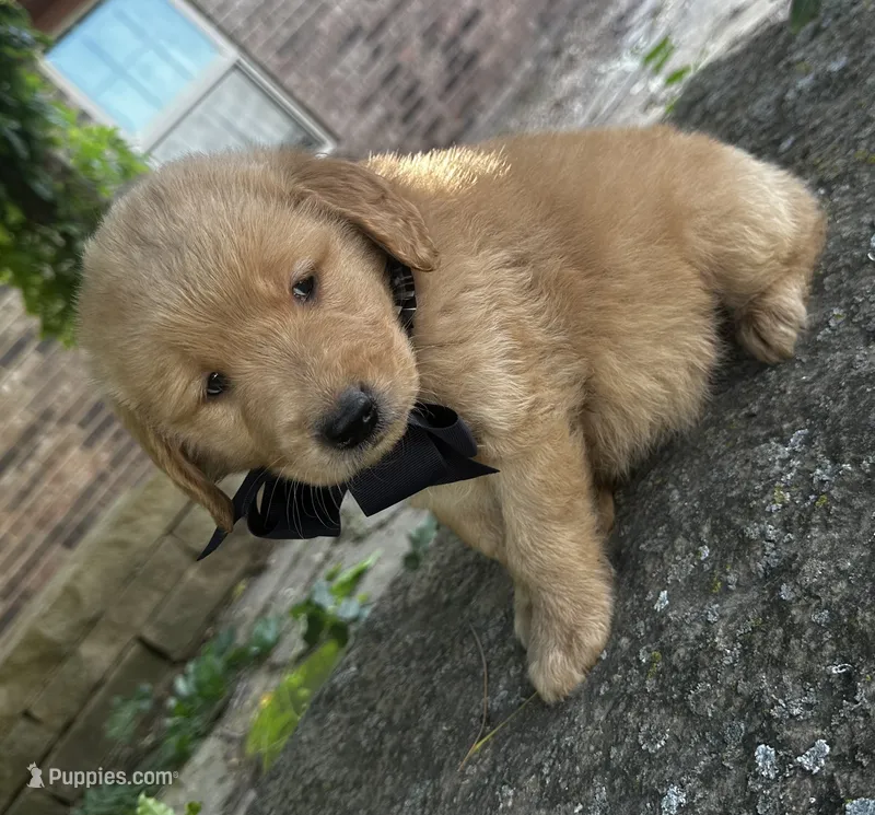 Ace – Golden Retriever puppy for sale in Porter, OK