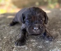Oliver, a male Cavapoo for sale in Porter, OK – 3 of 7