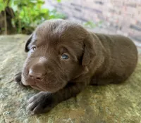 Ruger, a male Labrador Retriever for sale in Porter, OK – 8 of 8