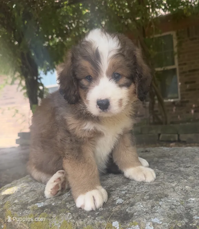 Rosie – Bernedoodle puppy for sale in Porter, OK
