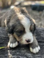 Hershey, a male Bernedoodle for sale in Porter, OK – 2 of 10