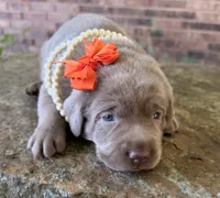 Rare Sage, a female Labrador Retriever for sale in Porter, OK – 3 of 6