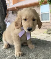Ranger, a male Golden Retriever for sale in Porter, OK – 3 of 5