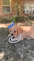 Mollu, a female Cavapoo for sale in Porter, OK – 5 of 5