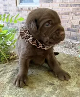 Boone , a male Labrador Retriever for sale in Porter, OK – 6 of 10