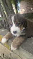 Ellie, a female Bernedoodle for sale in Porter, OK – 3 of 7