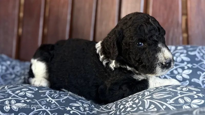 Elton – Poodle - Standard  puppy for sale in Porter, OK