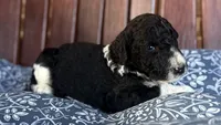 Elton, a male Poodle - Standard  for sale in Porter, OK – 1 of 2