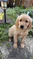 Buckshot, a male Golden Retriever for sale in Porter, OK – 3 of 4