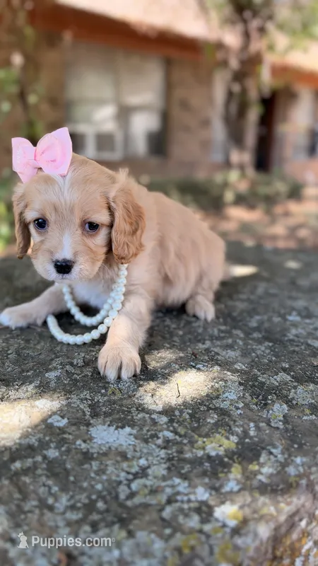 Daisy – Cavapoo puppy for sale in Porter, OK