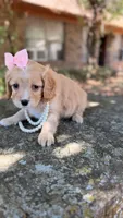 Daisy, a female Cavapoo for sale in Porter, OK – 1 of 4