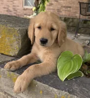 Buckshot, a male Golden Retriever for sale in Porter, OK – 3 of 4