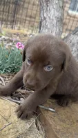 Cocoa, a female Labrador Retriever for sale in Porter, OK – 4 of 4