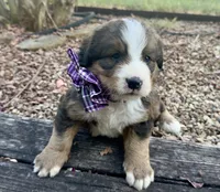 Hershey, a female Bernedoodle for sale in Porter, OK – 3 of 9