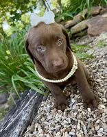 Penny, a female Labrador Retriever for sale in Porter, OK – 5 of 5
