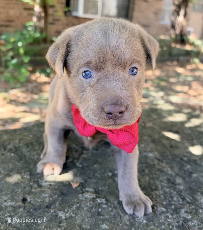 Dax – Labrador Retriever puppy for sale in Porter, OK