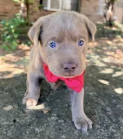 Dax, a male Labrador Retriever for sale in Porter, OK – 1 of 10