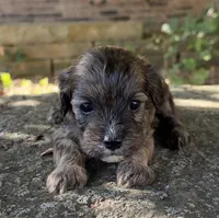 Finn, a male Cavapoo for sale in Porter, OK – 7 of 9