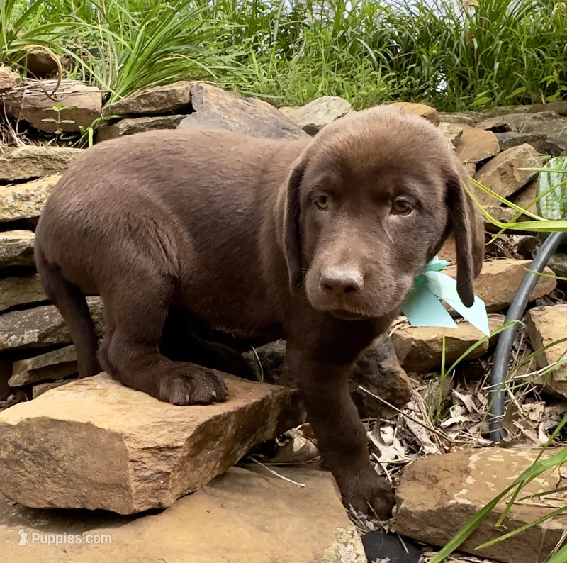 Reece – Labrador Retriever puppy for sale in Porter, OK