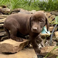 Reece, a female Labrador Retriever for sale in Porter, OK – 1 of 7