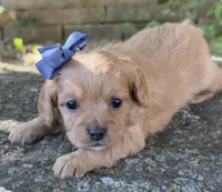 Molly, a female Cavapoo for sale in Porter, OK – 3 of 6