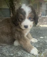 Rosie, a male Bernedoodle for sale in Porter, OK – 2 of 7