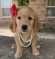 Cricket, a female Golden Retriever for sale in Porter, OK – 2 of 4