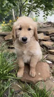 Remme, a male Golden Retriever for sale in Porter, OK – 3 of 5